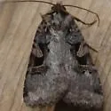 Xestia conchis - Hodges#10946 - Xestia conchis