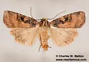 Xestia conchis - Hodges#10946 - photo 2