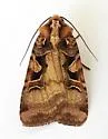 Xestia conchis - Hodges#10946 - photo 3