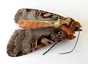 Xestia conchis - Hodges#10946 - photo 4
