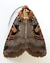 Xestia conchis - Hodges#10946 - photo 5