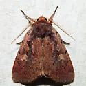 Dull Reddish Dart - Hodges#10969 - photo 2