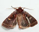 Dull Reddish Dart - Hodges#10969 - photo 3