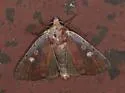 Dull Reddish Dart - Hodges#10969 - photo 4