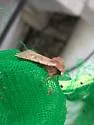 Dull Reddish Dart - Hodges#10969 - photo 5