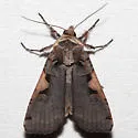 Greater Black-letter Dart - Hodges#10942.1 - photo 2