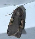 Greater Black-letter Dart - Hodges#10942.1 - photo 3