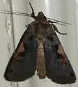 Greater Black-letter Dart - Hodges#10942.1 - photo 4