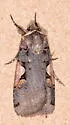 Greater Black-letter Dart - Hodges#10942.1 - photo 5
