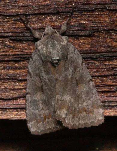 Southern Variable Dart - Hodges#10967 - Xestia elimata