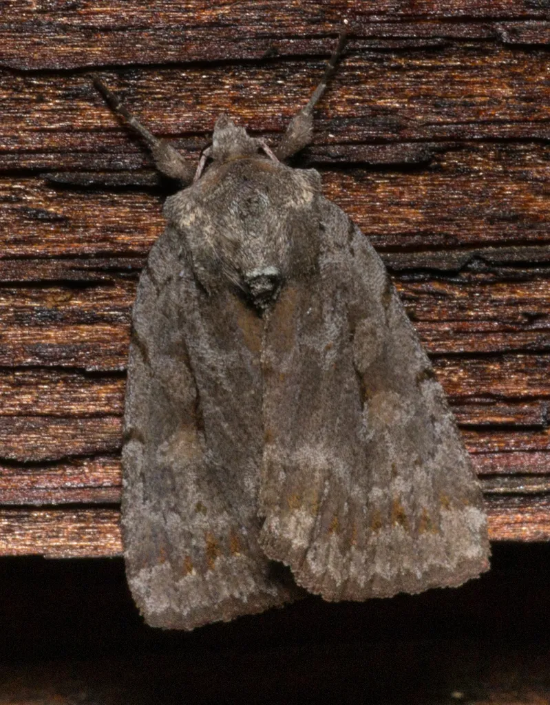 Southern Variable Dart - Hodges#10967 - photo 2