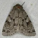 Xestia fabulosa - Hodges#10958 - photo 2