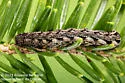 Xestia fabulosa - Hodges#10958 - photo 3