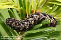Xestia fabulosa - Hodges#10958 - photo 4