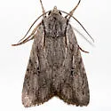Xestia finatimis - Hodges#10972.1 - photo 2