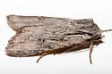 Xestia finatimis - Hodges#10972.1 - photo 3