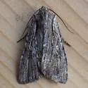 Xestia finatimis - Hodges#10972.1 - photo 4