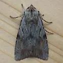 Xestia finatimis - Hodges#10972.1 - photo 5