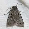 Xestia homogena - Hodges#10964 - photo 3