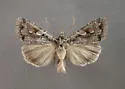 Xestia imperita - Hodges#10965