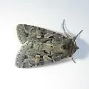 Xestia imperita - Hodges#10965 - photo 2
