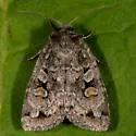Xestia imperita - Hodges#10965 - photo 3