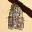 Xestia imperita - Hodges#10965 - photo 4