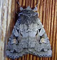 Xestia imperita - Hodges#10965 - photo 5