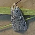 Xestia infimatis - Hodges#10972 - photo 2
