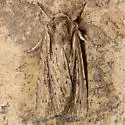 Xestia infimatis - Hodges#10972 - photo 3