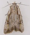 Xestia infimatis - Hodges#10972 - photo 4