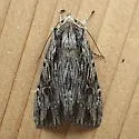 Xestia infimatis - Hodges#10972 - photo 5