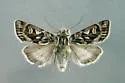 Xestia inuitica - Hodges#10980.1