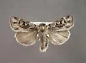 Xestia inuitica - Hodges#10980.1 - photo 2