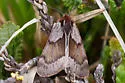 Xestia liquidaria - Hodges#10934 - photo 2