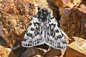 Xestia maculata - Hodges#10981