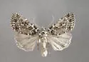 Xestia mixta - Hodges#10959.1 - photo 2
