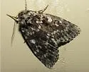 Xestia mixta - Hodges#10959.1 - photo 3