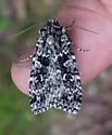 Xestia mixta - Hodges#10959.1 - photo 4