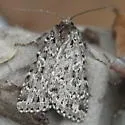 Xestia mixta - Hodges#10959.1 - photo 5