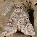 Xestia mustelina - Hodges#10971 - photo 2