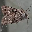 Xestia mustelina - Hodges#10971 - photo 3