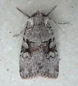 Xestia mustelina - Hodges#10971 - photo 4