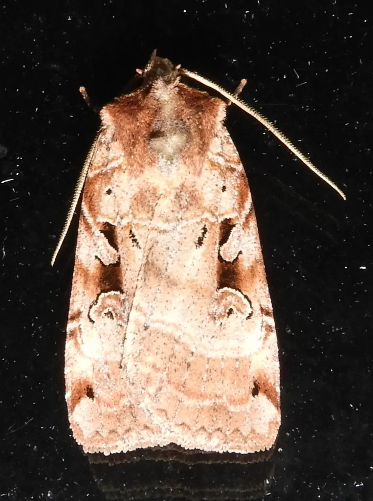 Norman's Dart - Hodges#10943 - photo 2