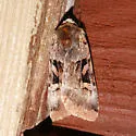 Rosy Dart - Hodges#10947 - Xestia oblata