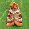 Rosy Dart - Hodges#10947 - photo 2