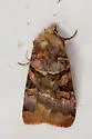 Rosy Dart - Hodges#10947 - photo 4