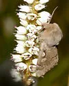 Xestia okakensis - Hodges#10939