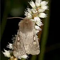 Xestia okakensis - Hodges#10939 - photo 2