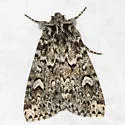 Xestia perquiritata - Hodges#10962